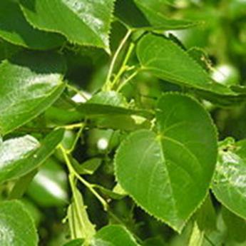 Tilia Euchlora Tilia Euchlora