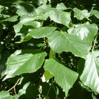 Tilia Cordata