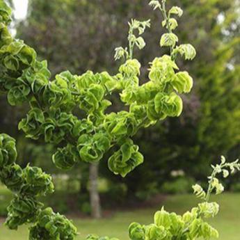 Sophora Japonica Dot
