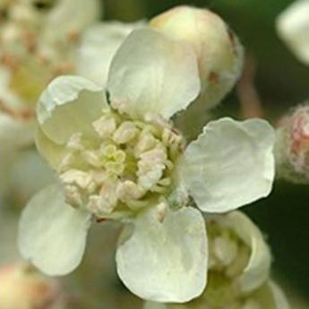 Sorbus Domestica