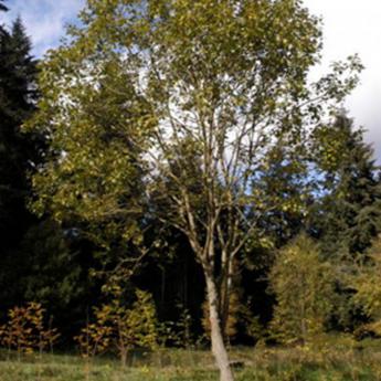 Salix Caprea