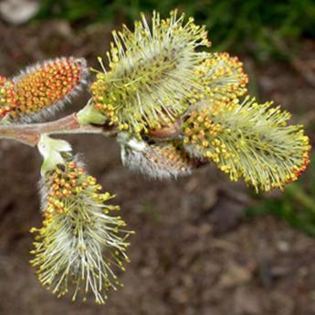 Salix Caprea