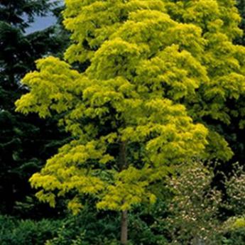 Robinia Pseudoacacia Frisia