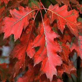 Quercus Rubra Borealis