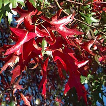 Quercus Palustris Quercus Palustris