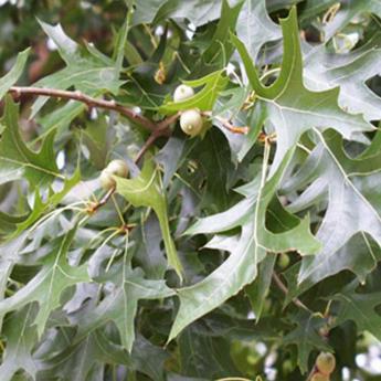 Quercus Palustris