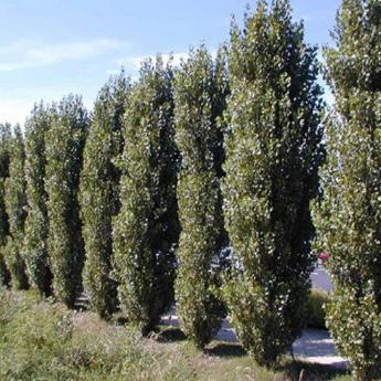 Populus Nigra Italica