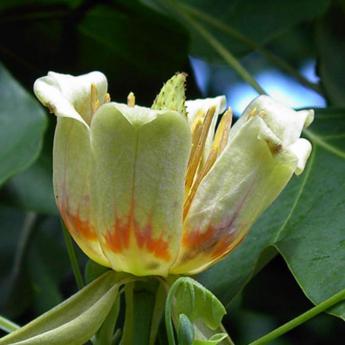 Liriodendron Tulipifera Fastigiata