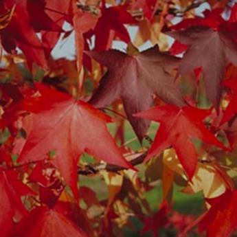 Liquidambar Styraciflua