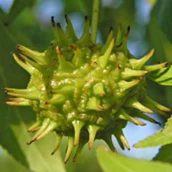 Liquidambar Styraciflua