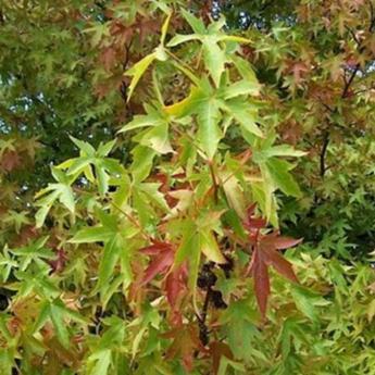 Liquidambar Styraciflua Worplesdon