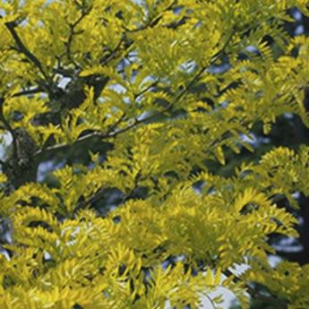 Gleditsia Triacanthos Sunburst