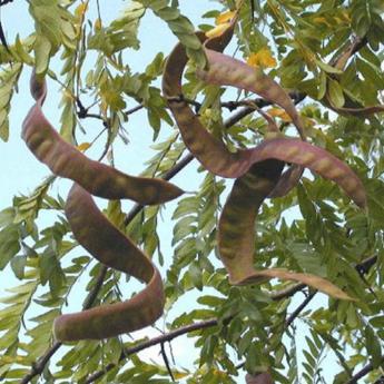 Gleditsia Triacanthos Shademaster