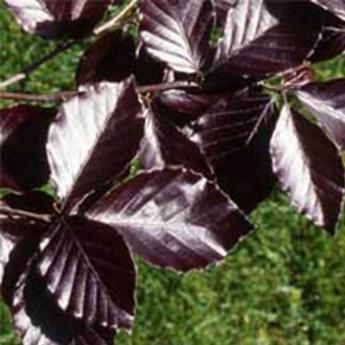 Fagus Sylvatica Riversii