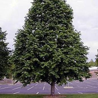 Corylus Colurna