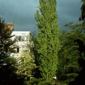 Fagus Sylvatica Dawyck