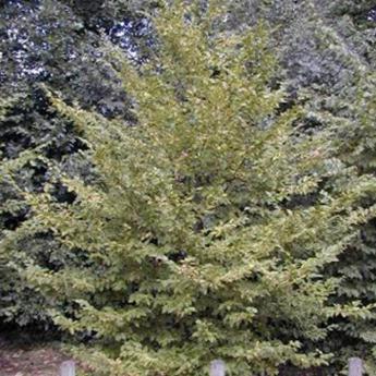Carpinus Betulus