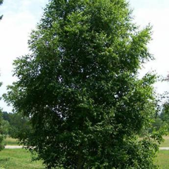 Betula Pendula = Verrucosa