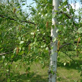 Betula Utilis Jacquemontii