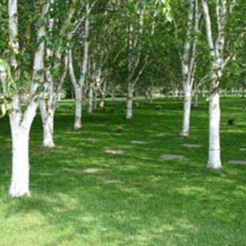 Betula Utilis Doorenbos