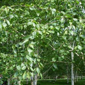 Betula Utilis Doorenbos