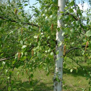 Betula Utilis
