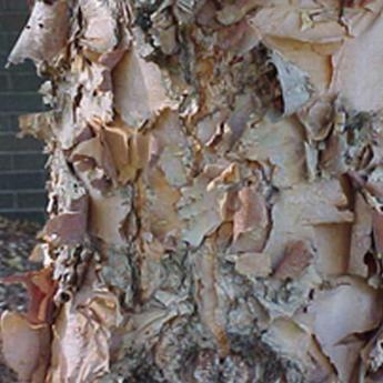 Betula Nigra