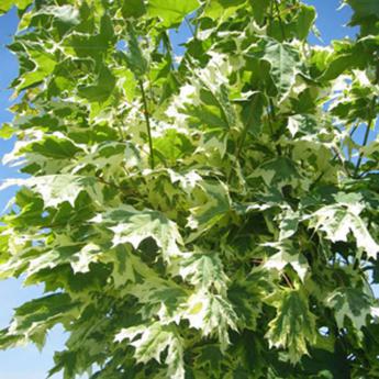 Acer P. Drumondii