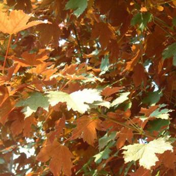 Acer Pseudoplatanus Spaethii