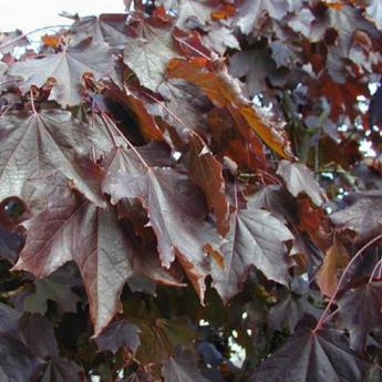 Acer P. Crimson King