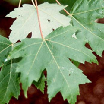 Acer Freemanii Autumn Blaze