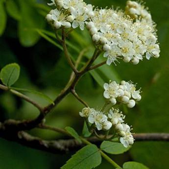 Sorbus Aucuparia