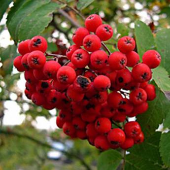 Sorbus Aucuparia