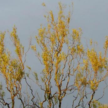 Salix Matsudana Tortuosa
