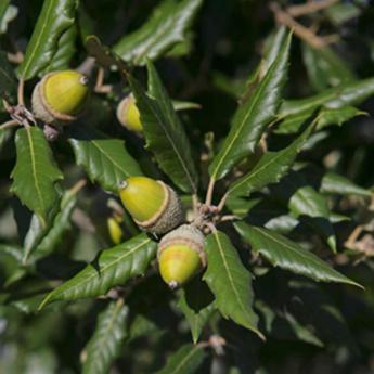 Quercus Ilex