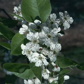 Pyrus Calleryana Chanticleer Pyrus Calleryana Chanticleer