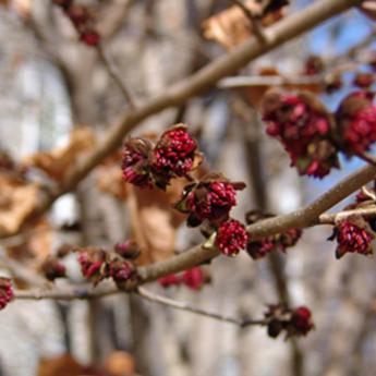 Parrotia Persica