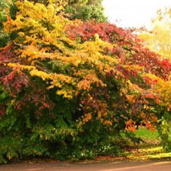 Parrotia Persica