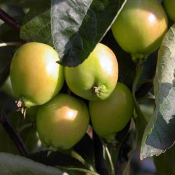 Malus Golden Hornet