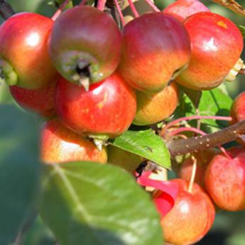 Malus Everest