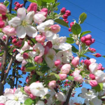 Malus Everest