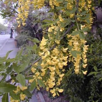 Laburnum X Watereri Vossii