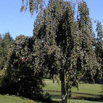 Fagus Sylvatica Pendula