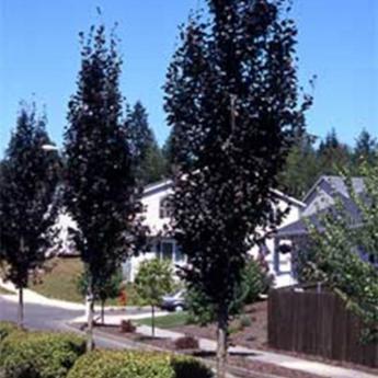 Fagus Sylvatica Dawyck Purple