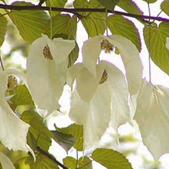 Davida Involucrata