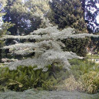Cornus Controversa Variegata