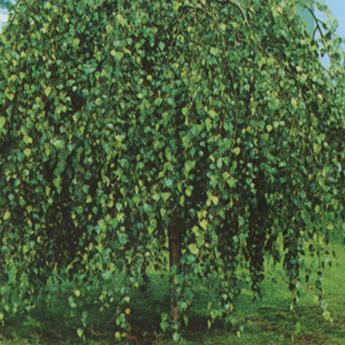 Betula Pendula Youngii