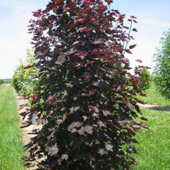 Acer P. Crimson Sentry