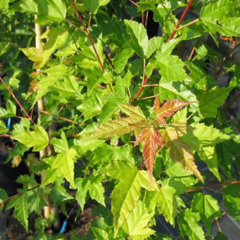 Acer Ginala