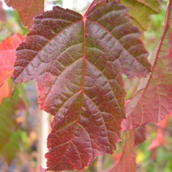 Acer Ginala
